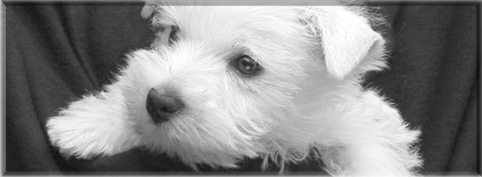 Lesezeichen Hund