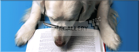 lesender Hund